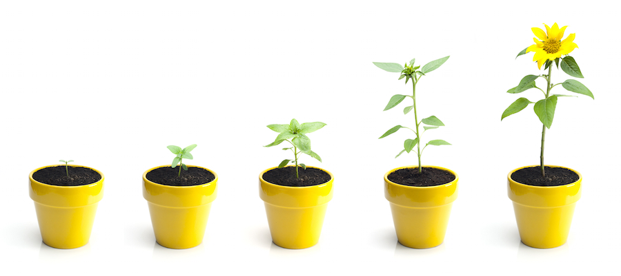 Five yellow pot sungflower plants